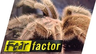 Fear Factor gameplay video by sophiastevens, 1:38 duration