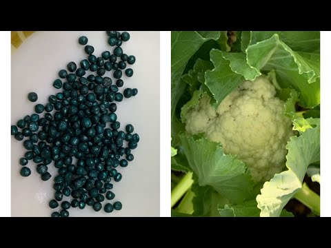 Growing Cauliflower From Seed// Seedling To Harvest