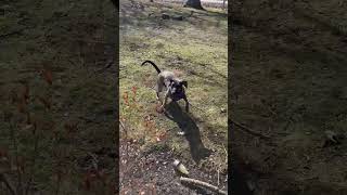 Video preview image #1 Mutt Puppy For Sale in Rootstown, OH, USA