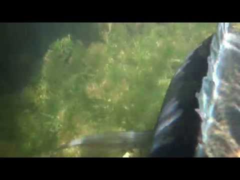 Denis deita na pesca