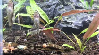 【アクアリウム】もふもふオトシン