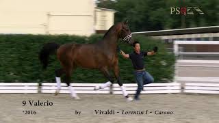 Video von Cornet's Cento