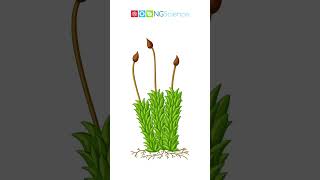Moss #shorts #ngscience