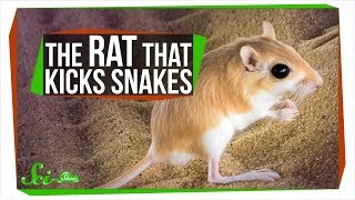 The Baller Rat That Kicks Rattlesnakes in the Face
