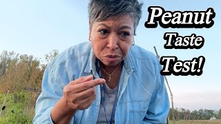 I'm HARVESTING Peanuts for the Very First Time!