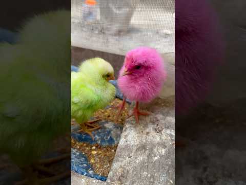 Cute Baby Chicks Born 5 Days Ago | Zuni’s Animal Family