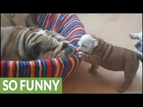 Bulldog puppy wants to play, mom wants to sleep