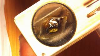 BHO Melt Shot in MFLB