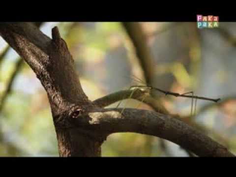 Noticias en miniatura: Bicho palo - Canal Pakapaka