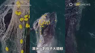鯨魚母子遭網線纏住 澳洲保育組織呼籲廢除防鯊網