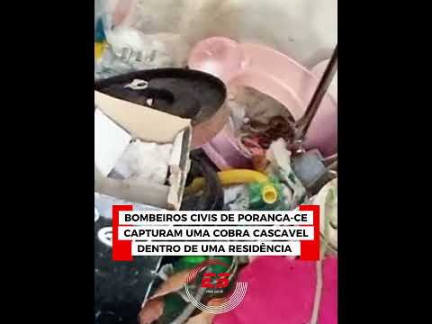 Poranga-CE: Bombeiros Civis capturam cobra cascavel dentro de uma residência