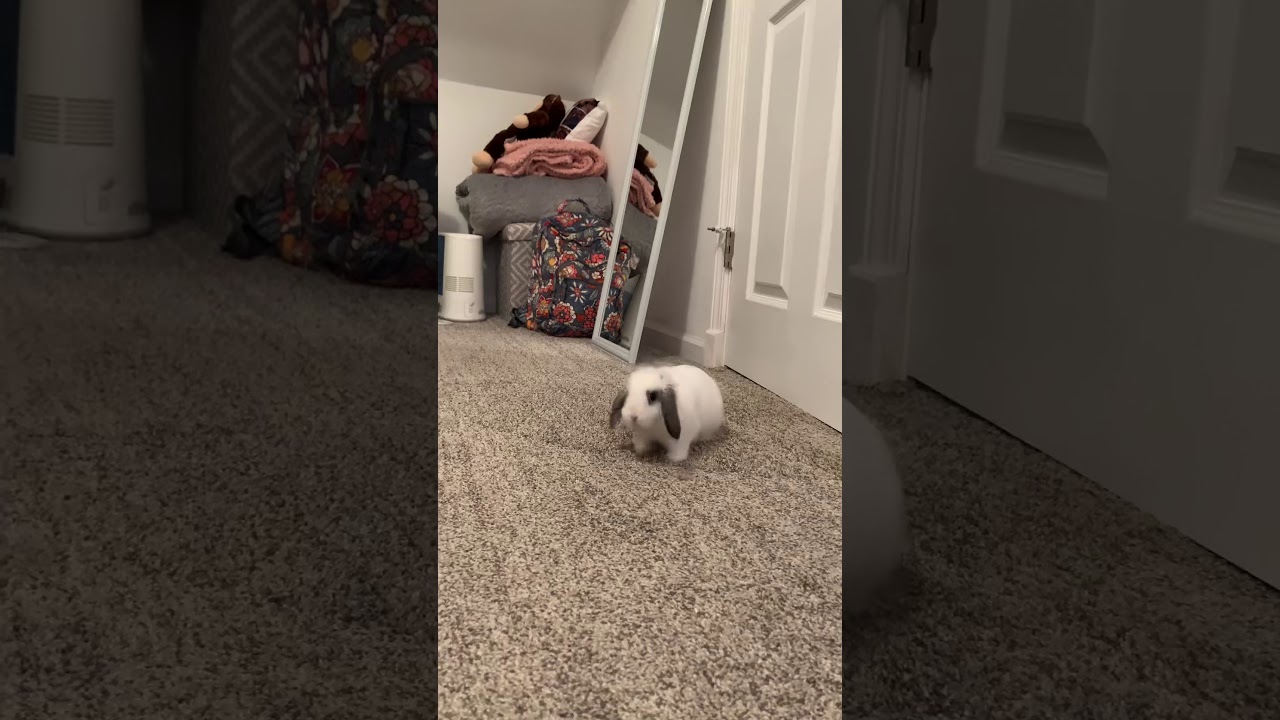 Baby Mini lop konijntje speentje