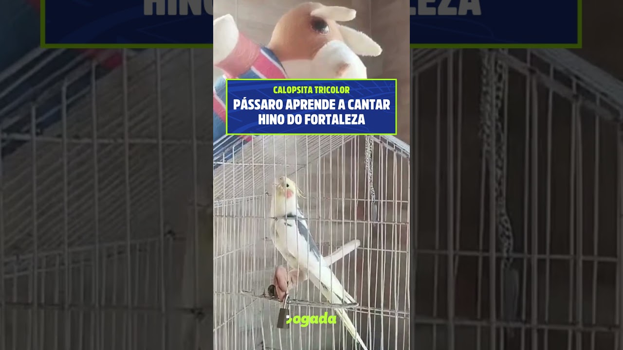 Imagem da notícia Calopsita tricolor? Pássaro aprende a ‘cantar’ o hino do Fortaleza