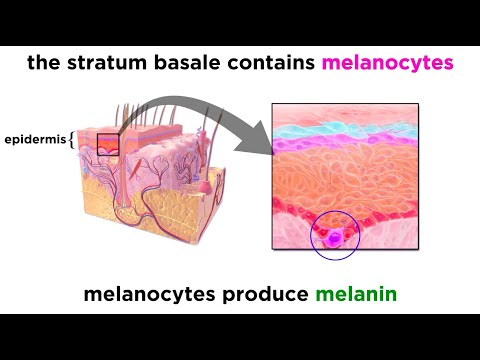 The Integumentary System