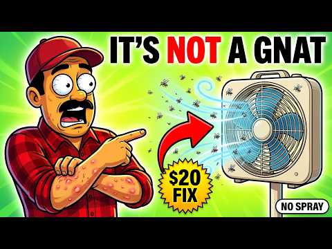 Your 'Gnat' Problem is Actually This — And How to Fix It for $20