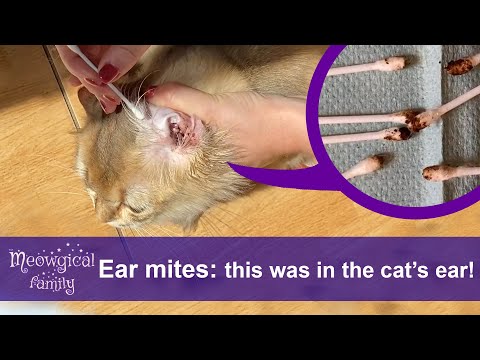 How to Treat and Clean Ear Mites in 2 Easy Steps? 🤯 Look What Was in the Cats' Ears!