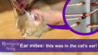 How to Treat and Clean Ear Mites in 2 Easy Steps? 🤯 Look What Was in the Cats