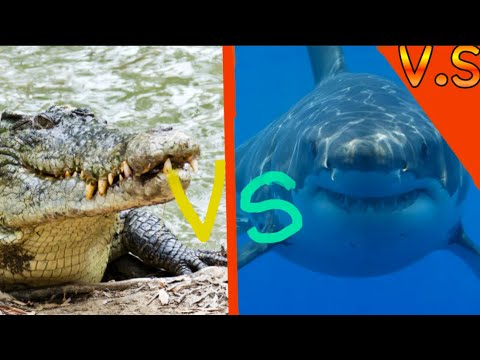 Great white shark versus salt water crocodile