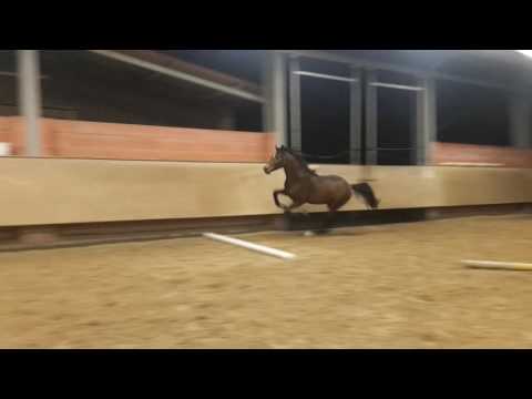 "Carthage", Approved stallion by Cascadello I x Carthago x Quidam de Revel, *2013