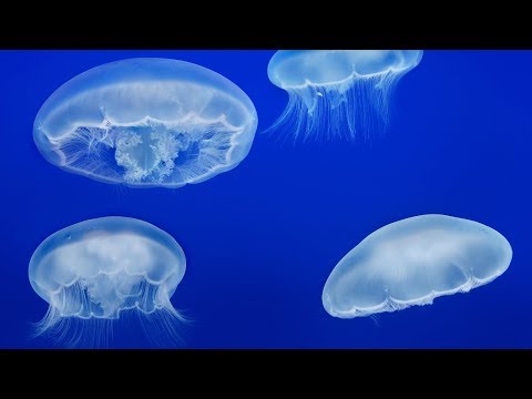 脳がないのにクラゲは眠る！　「睡眠」の常識を変える最新研究を紹介（熊谷 玲美） | ブルーバックス | 講談社