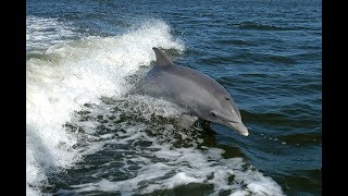 Дельфины погибают в Черном море | Радио Крым.Реалии