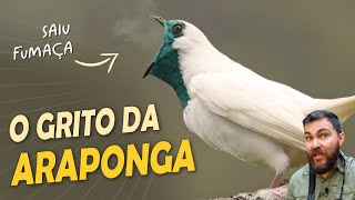 Miniatura do vídeo