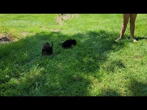 Cooper - Goldendoodle puppy for sale
