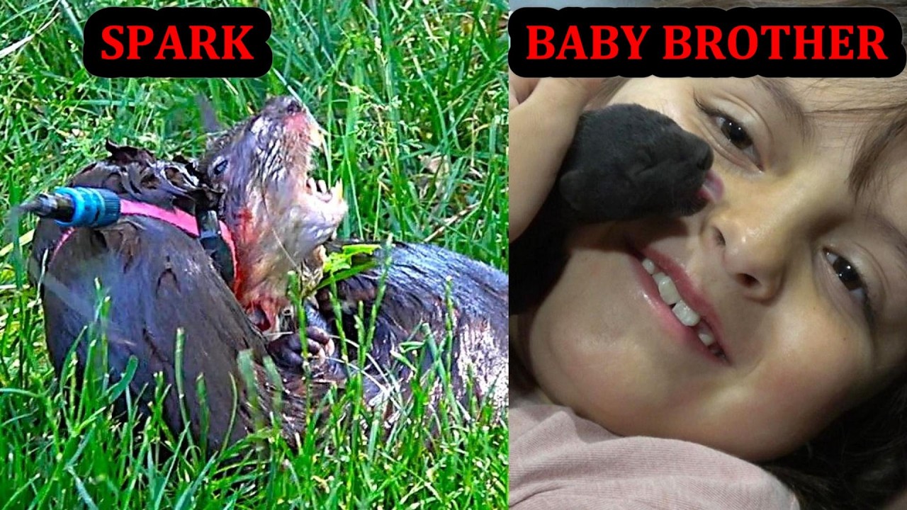 Spark Doing Muskrat Pest Control with Baby Brother Thunder