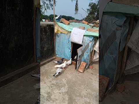 Pegion 🥰 #pigeon #kbootar #birds #shorts #petlover #kabutar #pigeonlover #kabootar #animals #pets