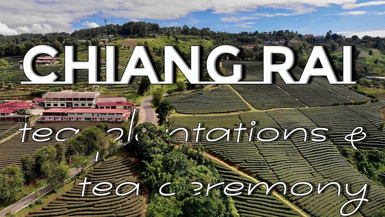 A traveler explores the scenic Choui Fong and 101 Tea Plantations, immersing themselves in the captivating Tea Ceremony.