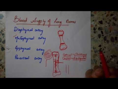 simplest explanation of BLOOD SUPPLY OF LONG BONES!