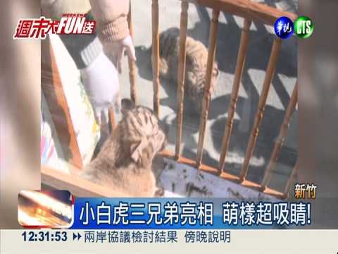 和圓仔比萌! 新竹"小白虎"亮相