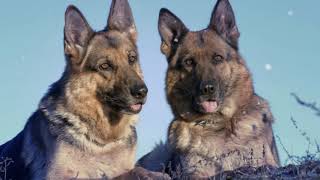 Video preview image #1 German Shepherd Dog Puppy For Sale in LISBON, OH, USA