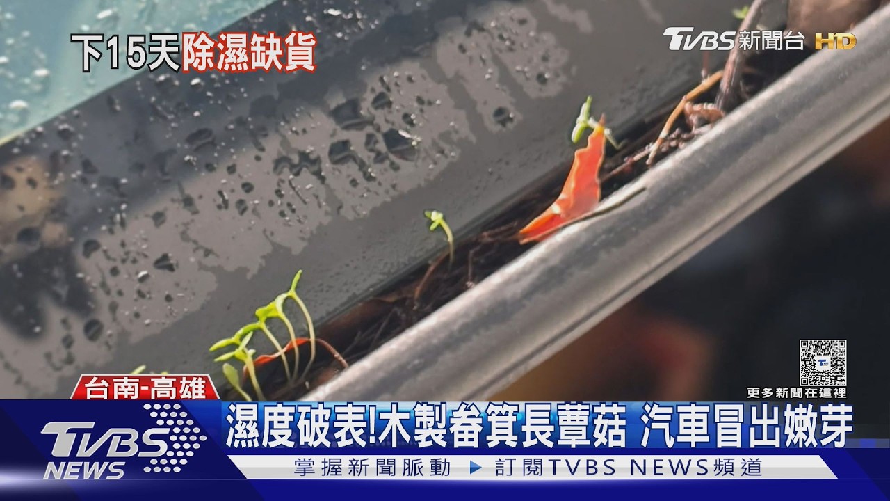 影音／太濕了！木畚箕長菇、汽車冒芽　高雄賣場除濕機大缺貨