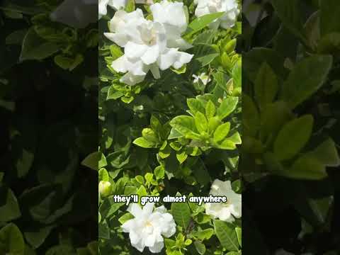 Gardenias are an Absolute Classic.🌼