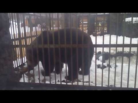 Продолжение - Мишка в клетке.