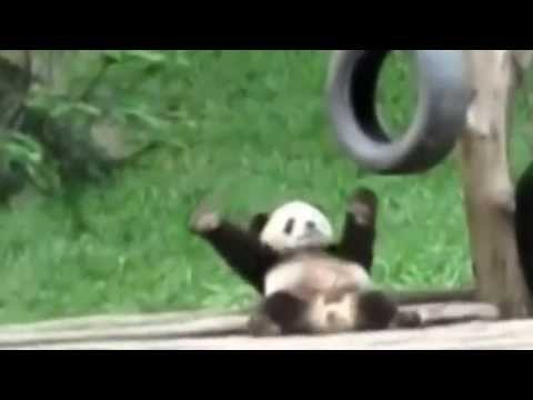 Funny Animals and Kids singing along a Merengue song