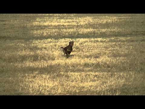 Coursing trénink 17.3.2012 - Krysí kluci