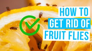 How to GET RID OF FRUIT FLIES | In house EASY & FAST