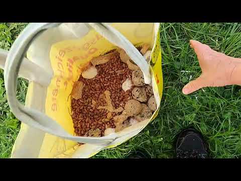 Seymour takes the lead and the gulls dominate!