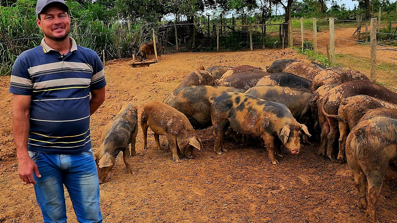 COMO CRIAR PORCO CAIPIRA EM PIQUETES .