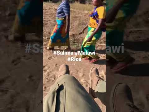 #malawiricefarming #salima # #Malawi
