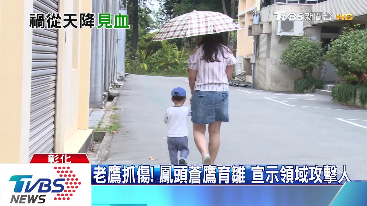 老鷹抓傷!鳳頭蒼鷹育雛 宣示領域攻擊人