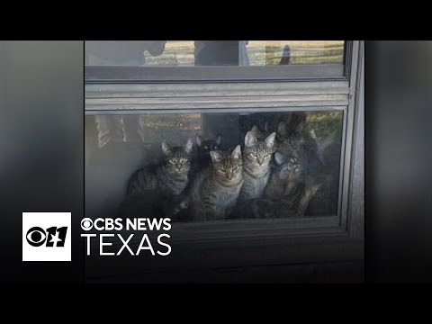 Dallas Animal Services rescues over 80 cats from hoarder's home
