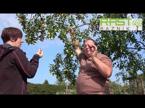 Žižula - Ziziphus Jujube (Žižola - Kitajski datelj)
