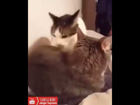 Cat Screaming in Pain! Cat Dubbing Done Right