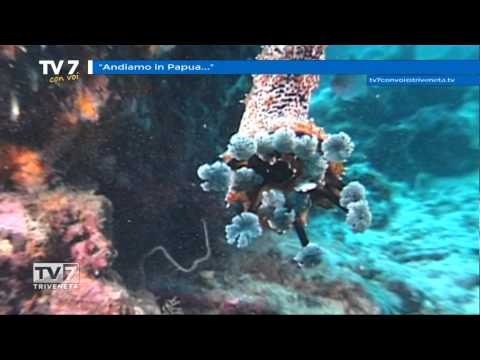 Tv7 con Voi del 14/05/2015 - Andiamo in Papua... (2 di 3)