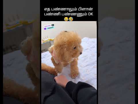 Cute dogs fun with owner🐶💁#funny #animals #pets #dogs #petlover #funnyanimals