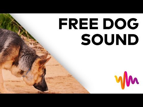 Dog Sniffing Sounds (HD)
