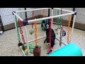 Miniature Bernese Mountain Dog dogs for sale: Savannah - Video 1